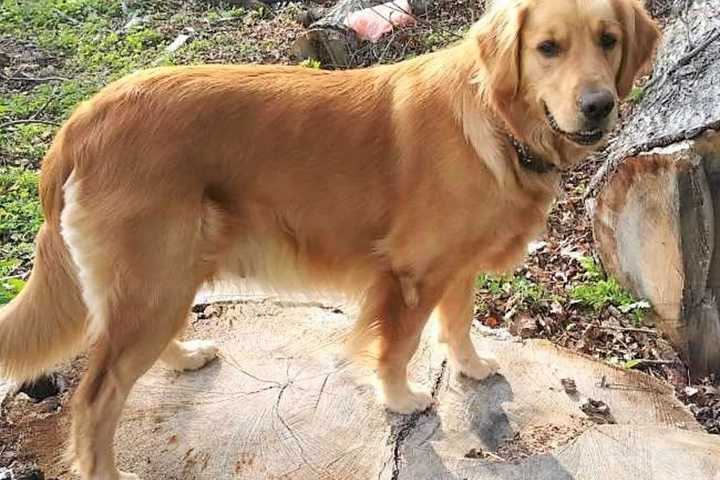 Missing Saddle Brook Golden Retriever Found