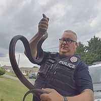 <p>Lower Windsor Township officers responded to two homes and removed a total of three snakes.</p>