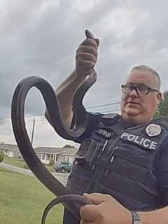 Three 6-Foot Snakes Slither Into York County Homes (PHOTOS)