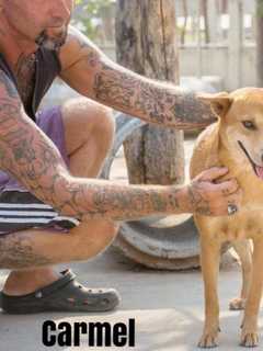 Westchester SPCA Rescuing Victims Of The llegal Meat Trade