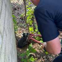 <p>The cat was freed with bolt-cutters.</p>