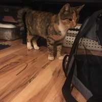 Cat Found In Yonkers