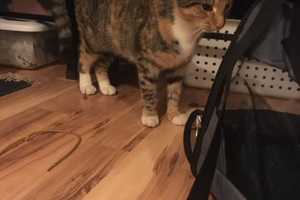 Cat Found In Yonkers