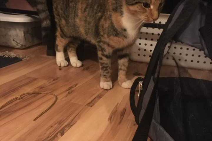 Cat Found In Yonkers