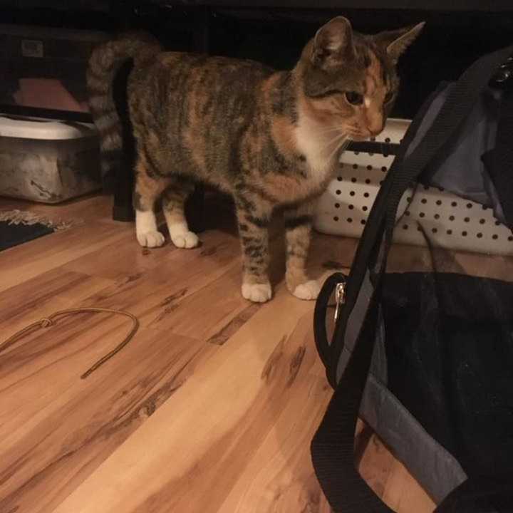 Do you recognize this cat found in Yonkers?