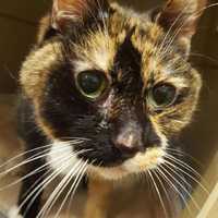 New Rochelle Humane Society Says Emaciated Kitty Found In Greenburgh