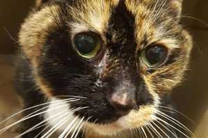 New Rochelle Humane Society Says Emaciated Kitty Found In Greenburgh