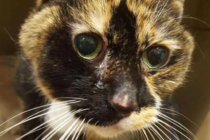New Rochelle Humane Society Says Emaciated Kitty Found In Greenburgh