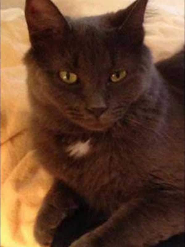 Blue Russian Cat Missing From Bon Aire Section Of Suffern