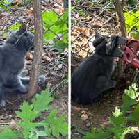 <p>A scared cat in Franklin Square was freed by police after getting its head stuck in a metal fence.</p>