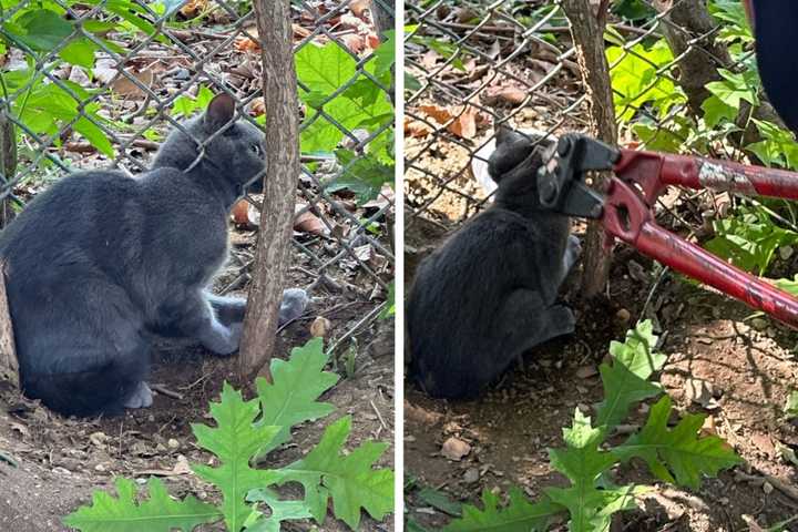 A scared cat in Franklin Square was freed by police after getting its head stuck in a metal fence.