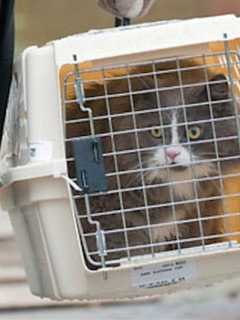 Bergen County Offers Rabies Vaccines To Dog, Cat Owners
