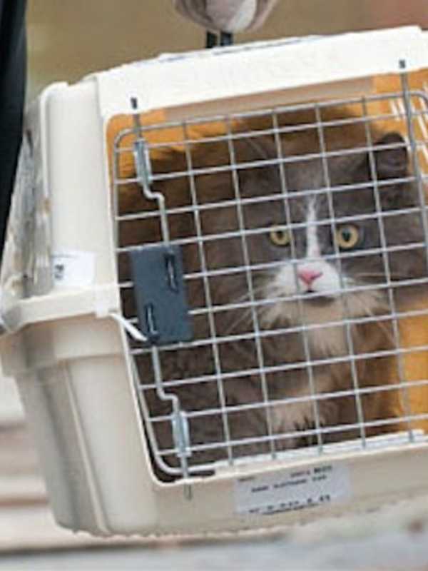 Bergen County Offers Rabies Vaccines To Dog, Cat Owners