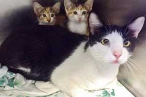 SPCA Saves 23 Cats From Harvey, Irma