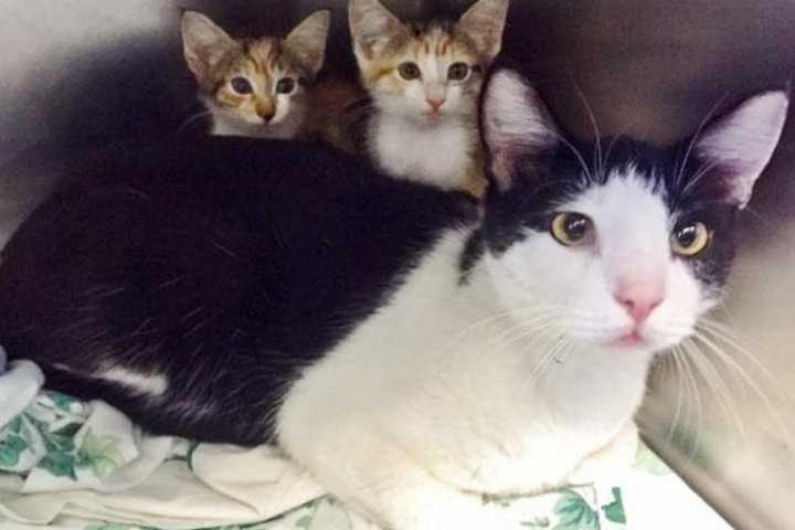SPCA Saves 23 Cats From Harvey, Irma