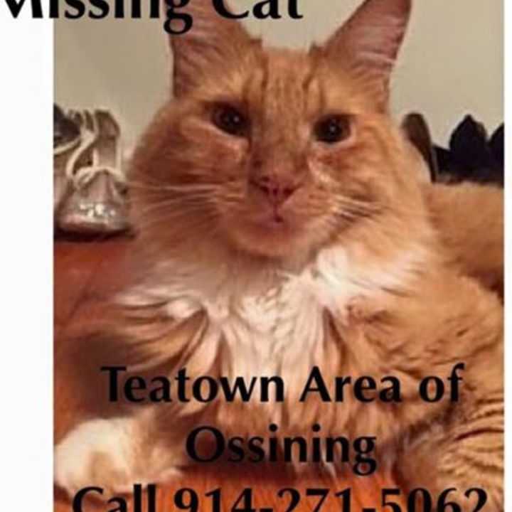 &quot;KC&quot; last seen in the Teatown area of Ossining is missing.