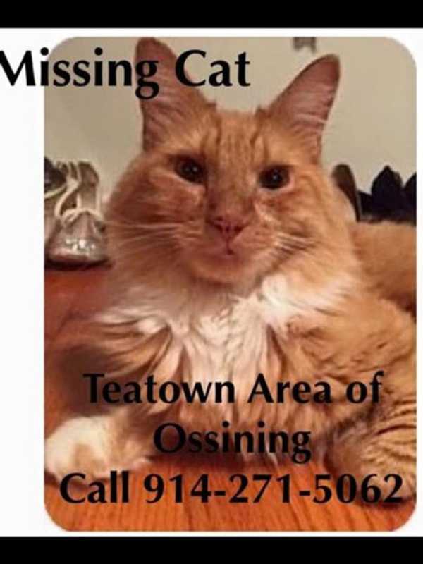 Ossining Cat Recently Adopted Now Missing