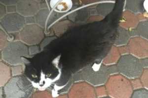 Is This Your Peekskill Cat?