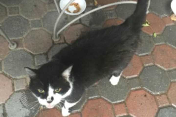 Is This Your Peekskill Cat?