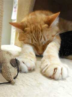 Putnam Humane Society Offers Kittens During Adopt A Shelter Cat Month