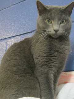 Dali Is Just One Putnam Cat Up For Adoption At Humane Society