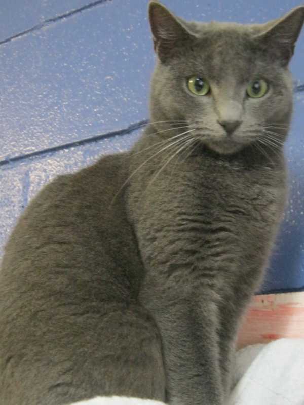 Dali Is Just One Putnam Cat Up For Adoption At Humane Society