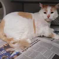 Do You Know Him? Cat Found In Greenburgh