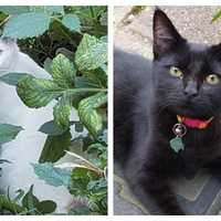Pennsylvania Man Charged With Shooting Cats: SPCA