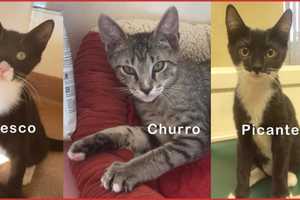 Trio Of Kittens At PAWS In Norwalk Seek A Loving Home