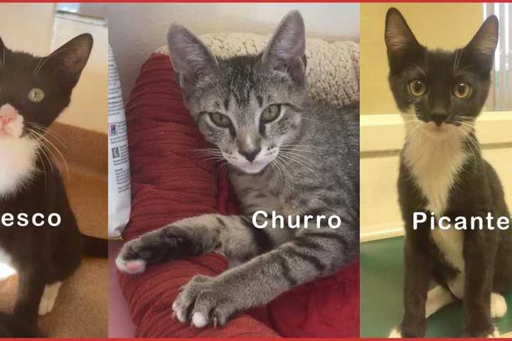 Trio Of Kittens At PAWS In Norwalk Seek A Loving Home