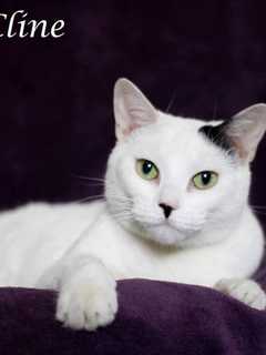Clarkstown Shelter Seeks Home For Catsy Cline