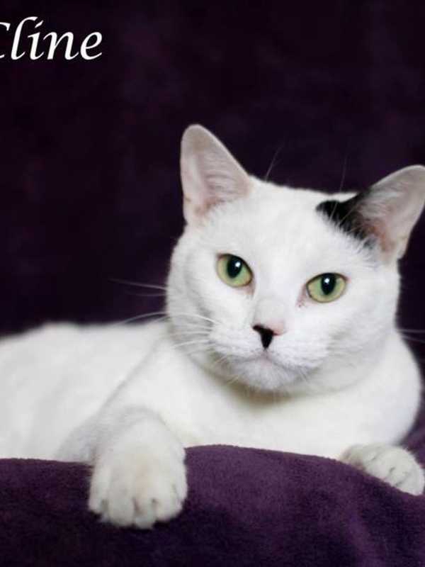 Clarkstown Shelter Seeks Home For Catsy Cline