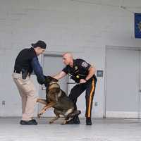 <p>Bergen County Undersheriff Vincent Quatrone helps in a demonstration while Officer Dario Terrana and K-9 partner Armani negotiate terms of the leash.</p>