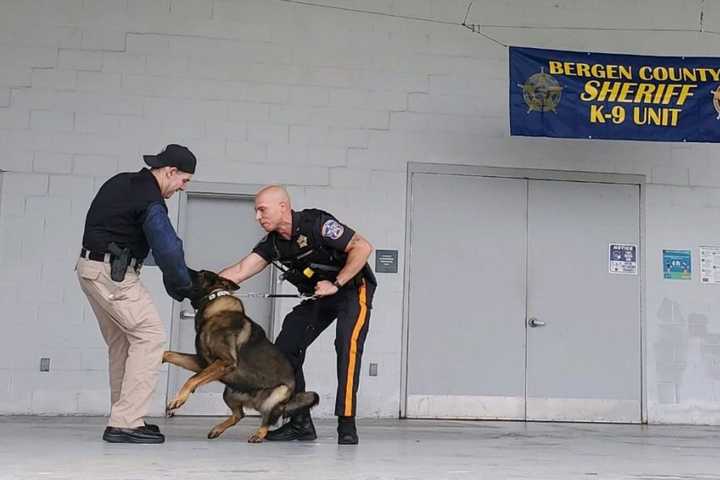 Bark Knights: Bergen Sheriff's K-9s Put On A Show