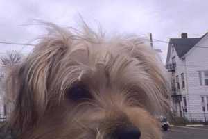Bergen County Sheriff Offering Free Course On Rescuing Pets