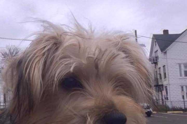 Bergen County Sheriff Offering Free Course On Rescuing Pets