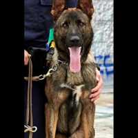 K-9 Locates Fleeing Suspect Who Threw Knife At Victim, CT State Police Say