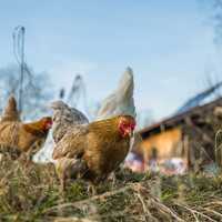 'Highly Pathogenic' Bird Flu Found In New London County Backyard Flock