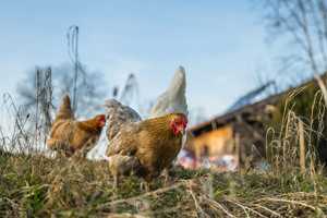 'Highly-Pathogenic' Avian Flu Strain Found In Backyard Flock In Maryland