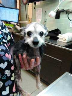 Public's Help Sought In Locating Owner Of Chihuahua Found In Westchester