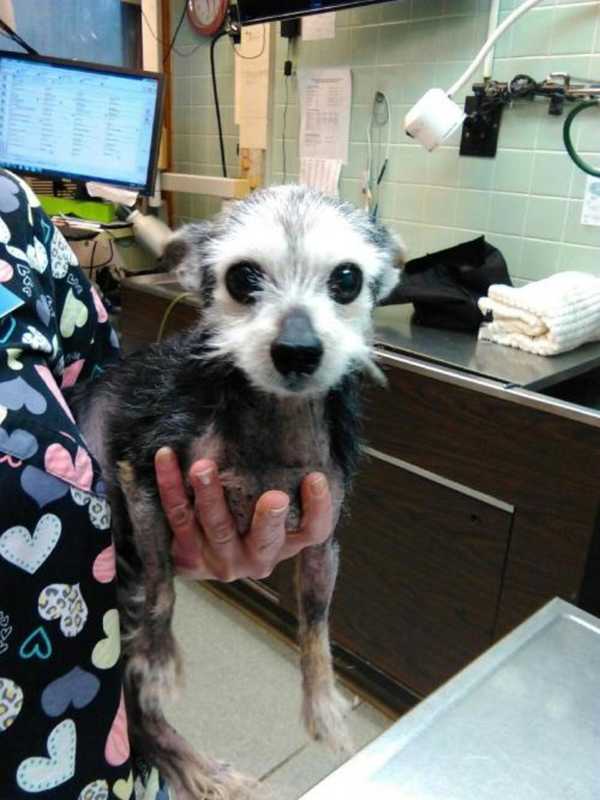 Public's Help Sought In Locating Owner Of Chihuahua Found In Westchester