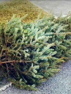 RIdgewood Christmas Tree Collection Starts Jan. 14