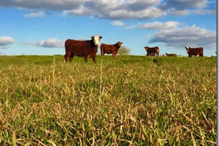 M.EAT Moo-ving To Westport In June
