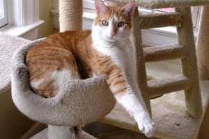 Support Closter Animal Welfare Society In 50/50 Raffle