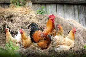 Dozens Of Fighting Roosters Rescued In Atlantic County