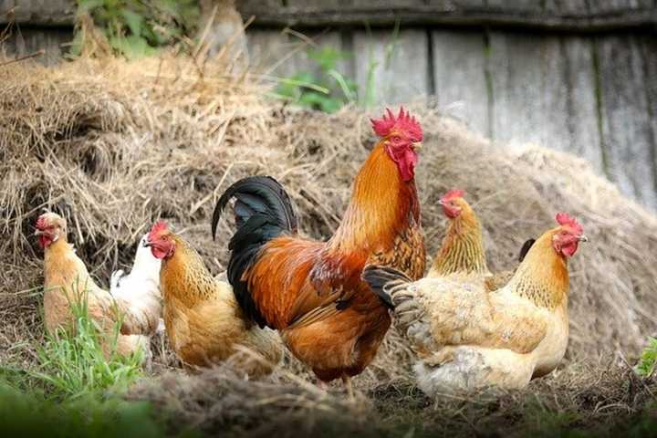 Interstate Poultry Spill Leaves Foul Odor In South Jersey