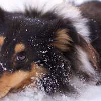 Extreme Cold: 'Code Blue' Warning Reminds Berks Owners To Bring Dogs Inside