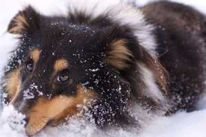 Extreme Cold: 'Code Blue' Warning Reminds Berks Owners To Bring Dogs Inside