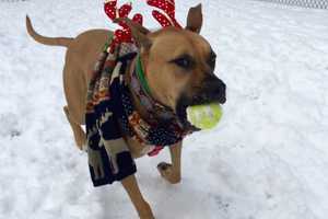 Oakland Shelter Pets Make Holiday Debut On PEOPLE Website
