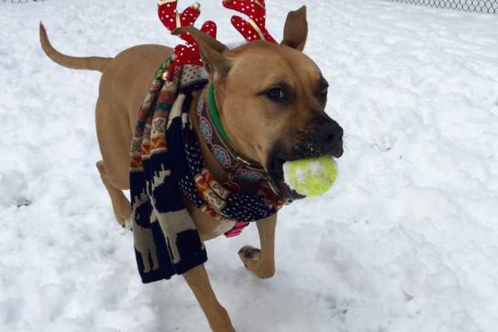 Oakland Shelter Pets Make Holiday Debut On PEOPLE Website